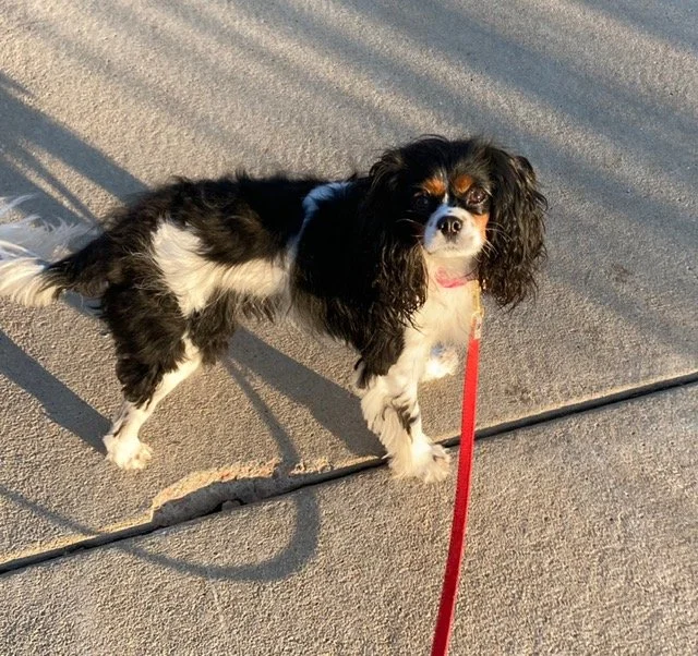 Small black and white dog, possibly Cavalier King Charles Spaniel, standing on concrete sidewalk with a red leash, sunlight casting shadows.