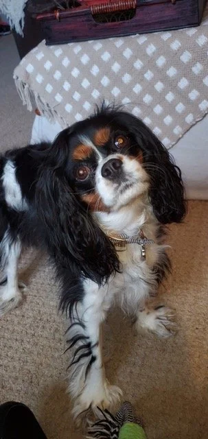 Cavalier King Charles Spaniel dog standing indoors on carpet near a person wearing striped socks.