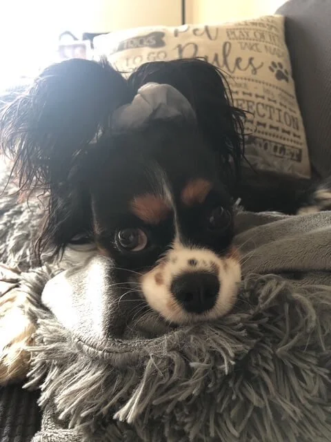 Cute black and white puppy with long ears lying on a fluffy gray blanket.