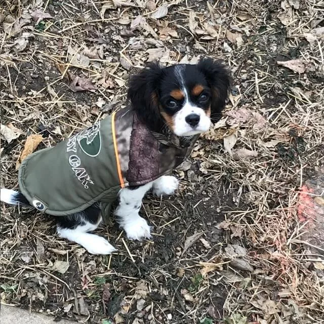 Small mixed-breed dog sitting on dry leaves outdoors, wearing a green jacket with an outdoor logo, looking up at the camera.