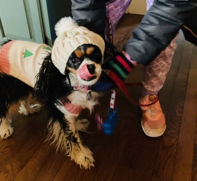 A Cavalier King Charles Spaniel wearing a beige knit hat and a pink sweater, licking its nose while being held on a red leash by a person dressed in colorful winter clothing indoors.
