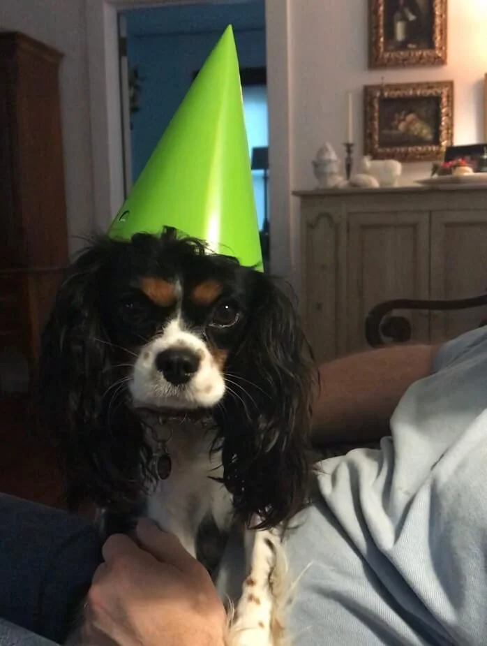 Dog wearing a bright green party hat sitting indoors with a neutral expression