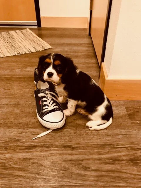 Adorable puppy sitting next to a black and white sneaker on a wooden floor in a home hallway.