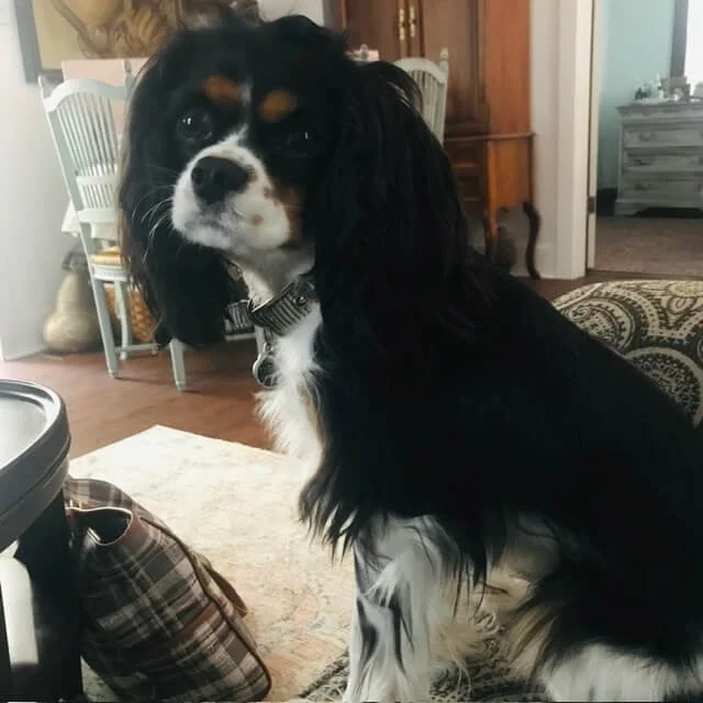A Cavalier King Charles Spaniel sitting indoors, facing camera, with a black, white, and brown coat.