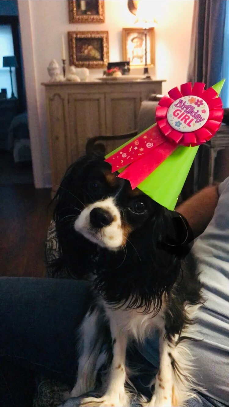 A black and white dog wearing a birthday hat that says "Birthday Girl". The dog is sitting indoors with a background of a wooden dresser, framed artwork, and a lamp.