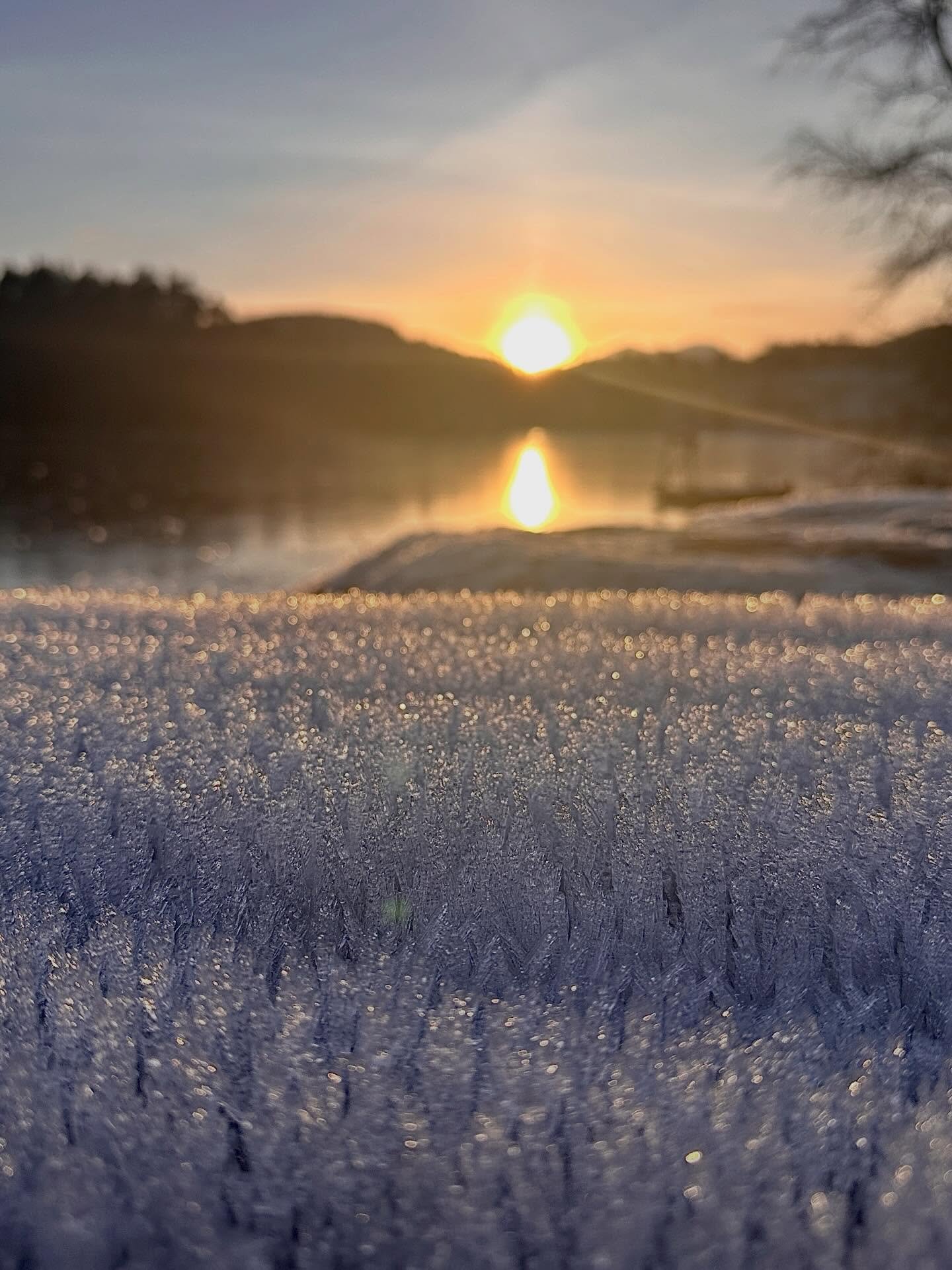 Winter sunset walks 😍. A much needed little run out. There are actually gold fish in this lake, not so easy to spot when the water is frozen solid 
 #winterwalks #twixmas #wintersunsets