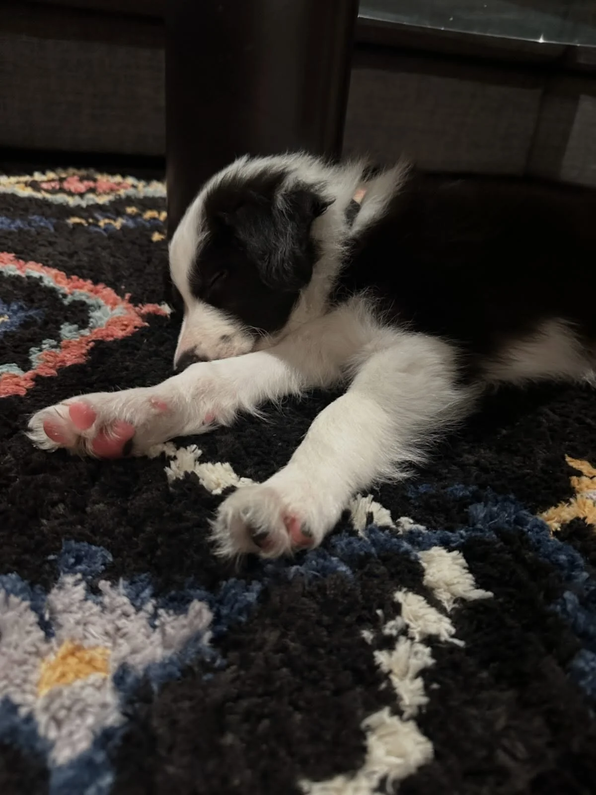 Newest member of the family 🐶🥰

#bordercolliepuppy #valp #welcometothefamily