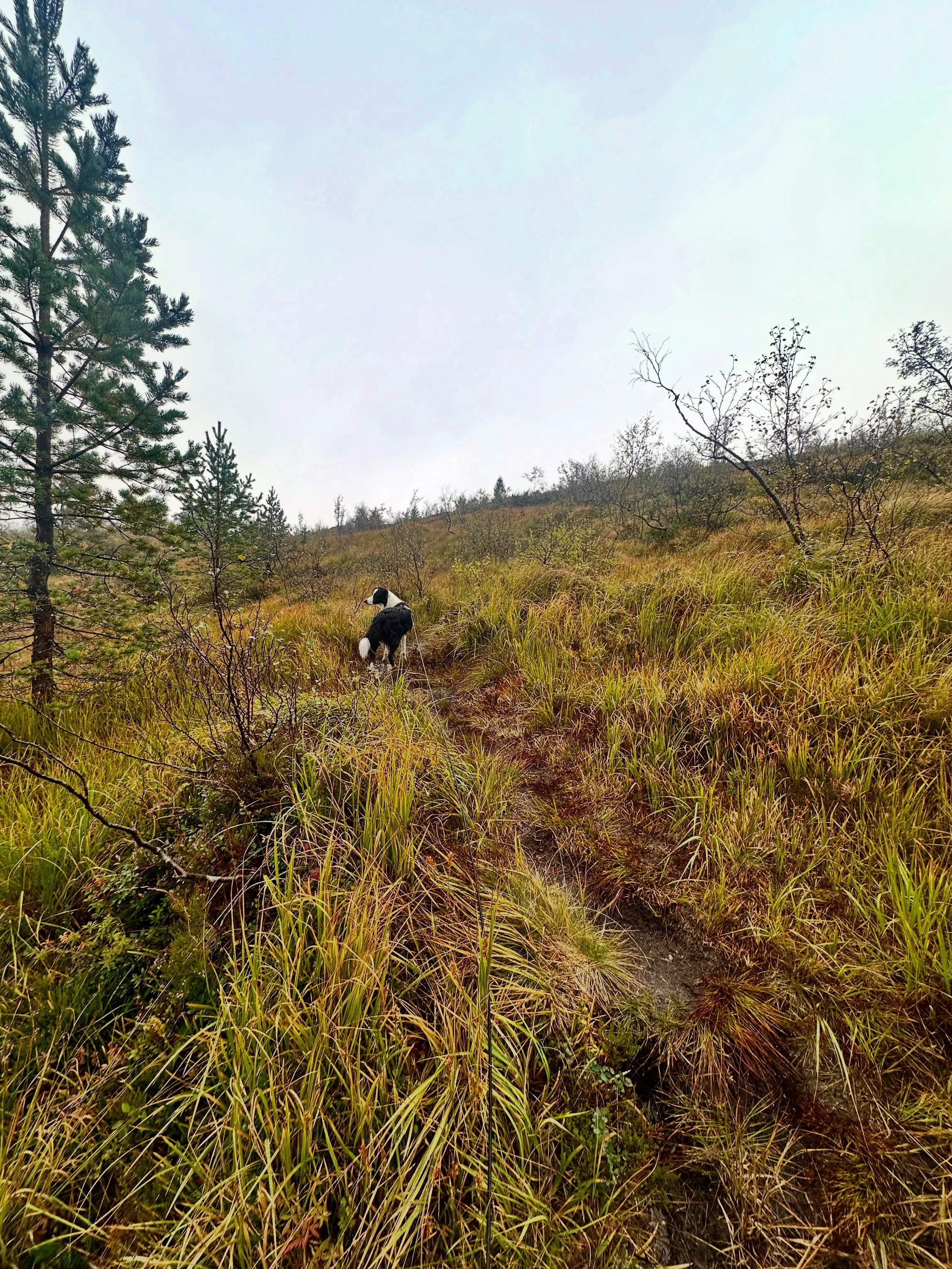🍂muddy walks and mini landscapes 🍂

Autumn | kvamskogen | lifeinnorway | landscape painting