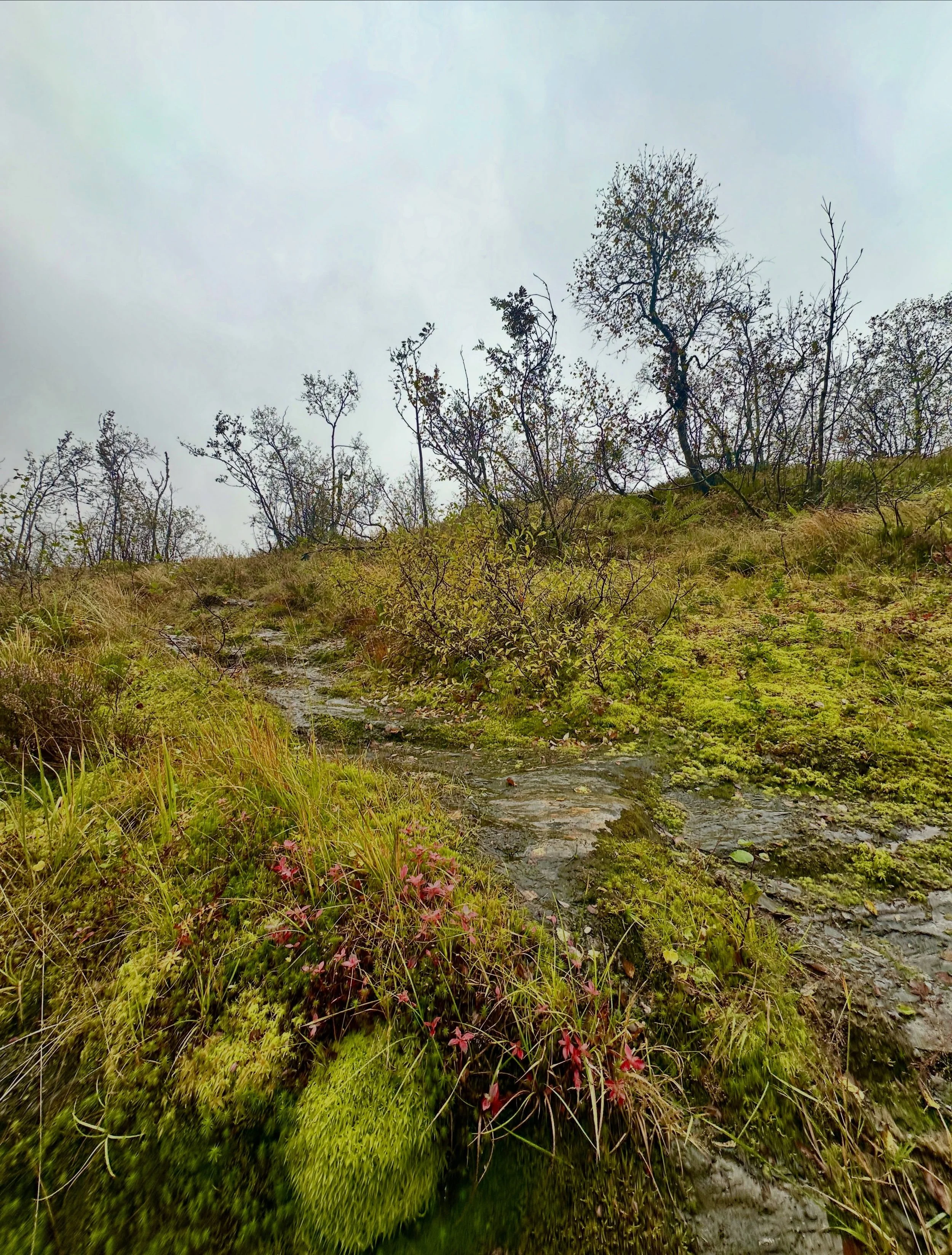 🍁Catching the autumn colour🍁

Mossy greens, rusty browns, flashes of pink and those last bright yellows before everything begins to fade.🍂

autumn &bull; Norwegianlandscape &bull; kvamskogen