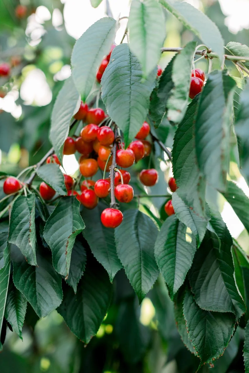 HILDEBRANDT ORCHARDS