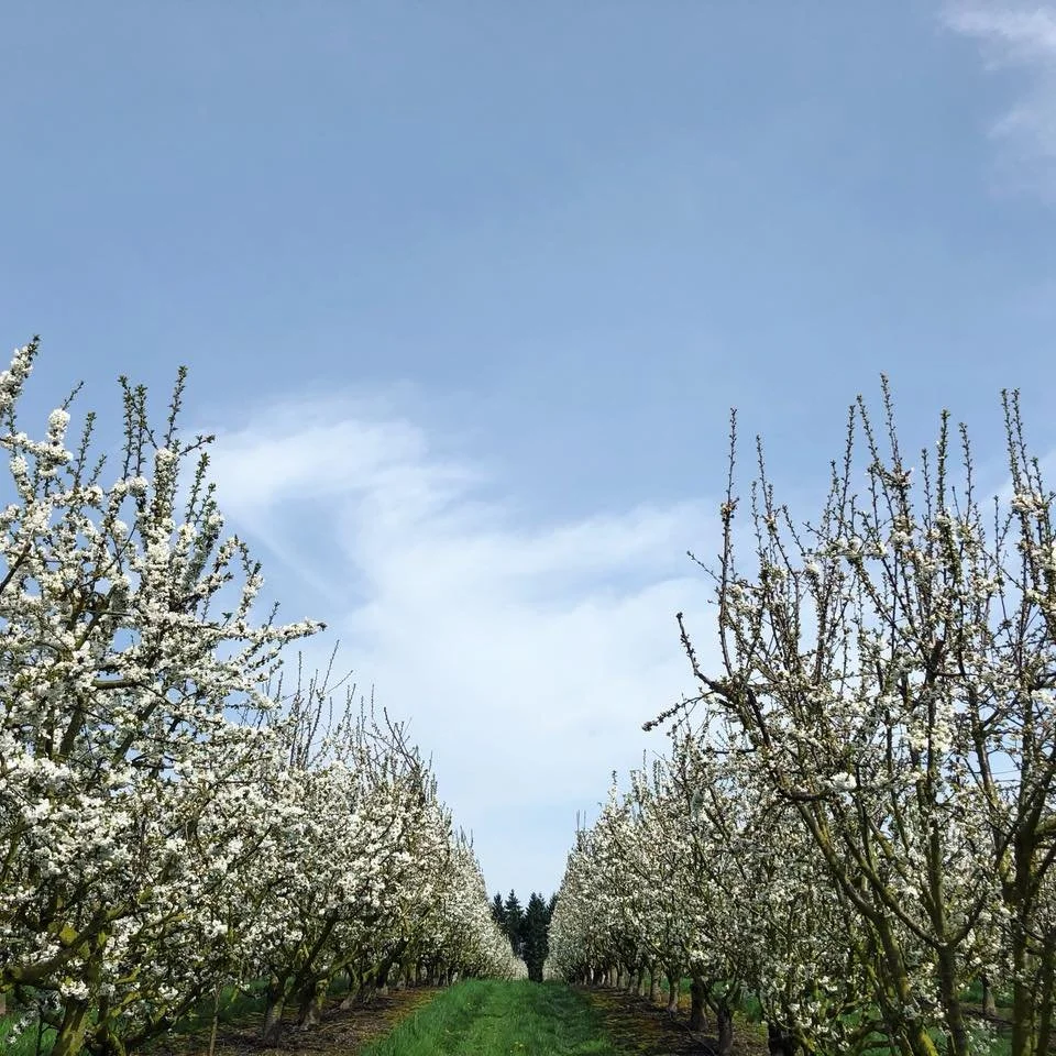 HILDEBRANDT ORCHARDS
