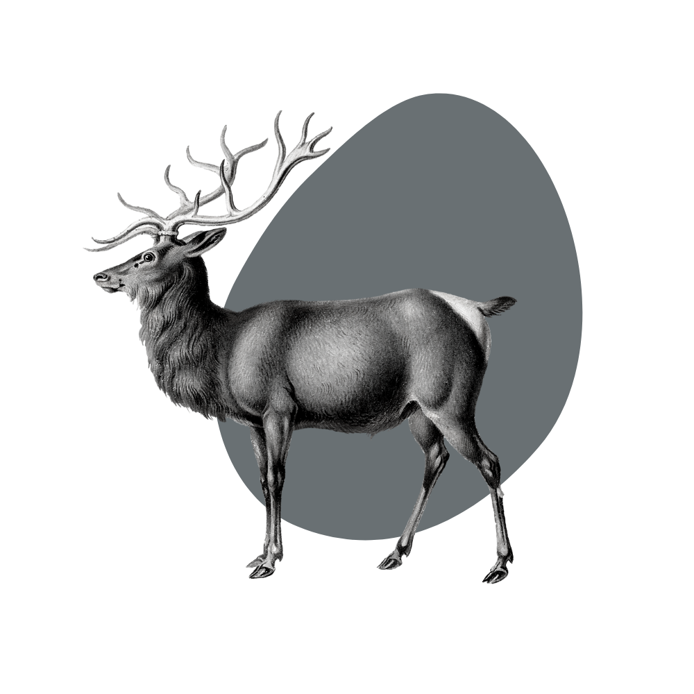 Elk