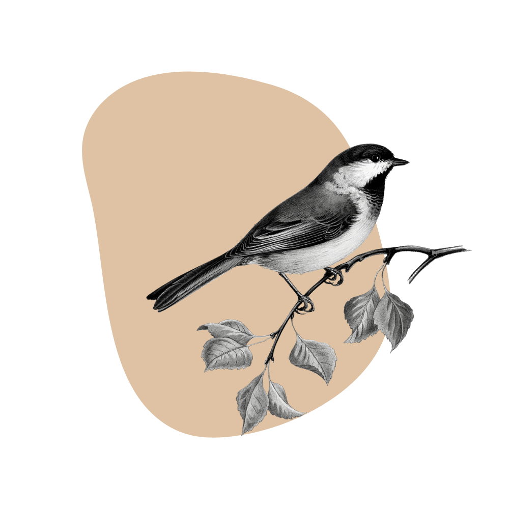 Black Capped Chickadee