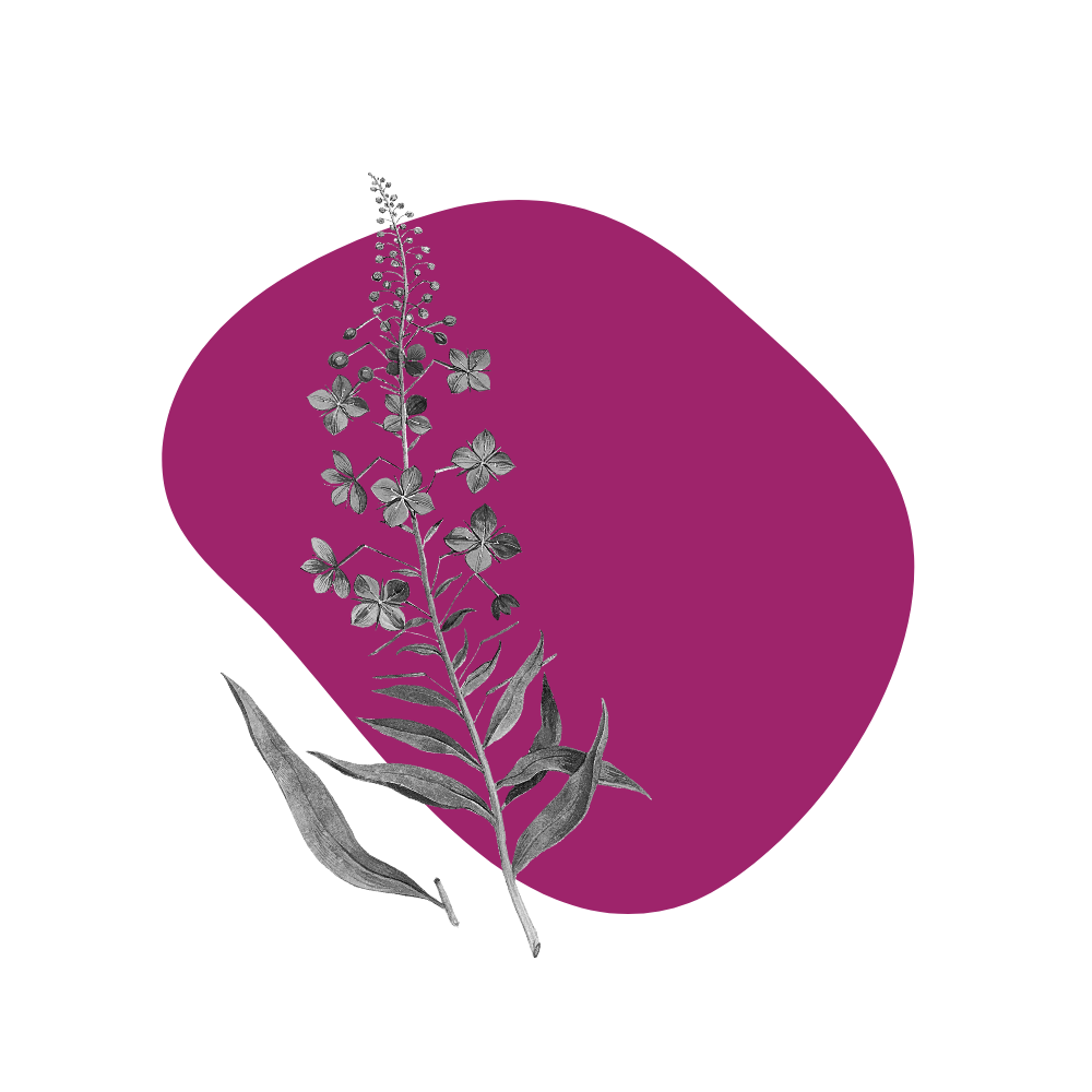 Fireweed