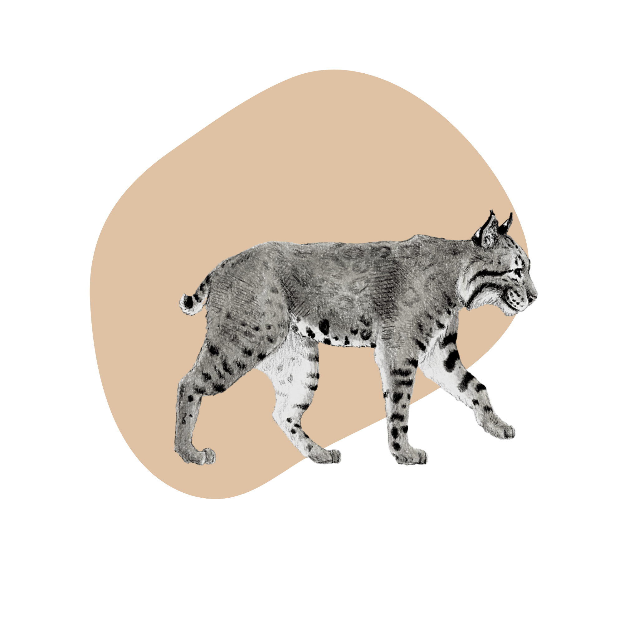 Bobcat