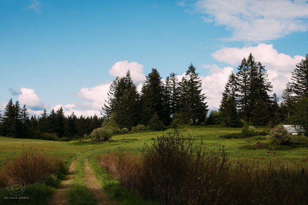 Green field with blue sky and conifers by Melissa Robin Photography