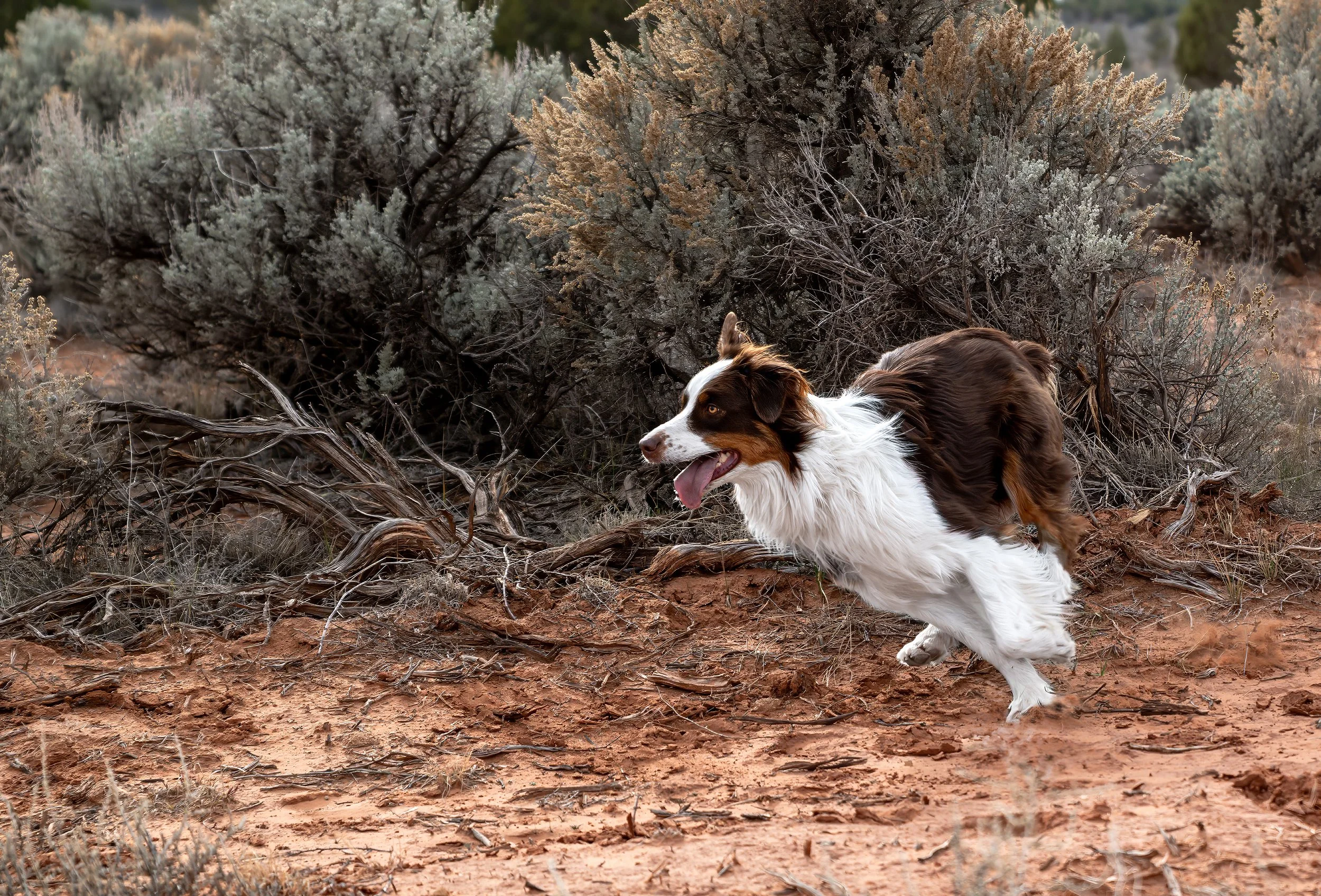 JVG_3510-Edit copy.jpg