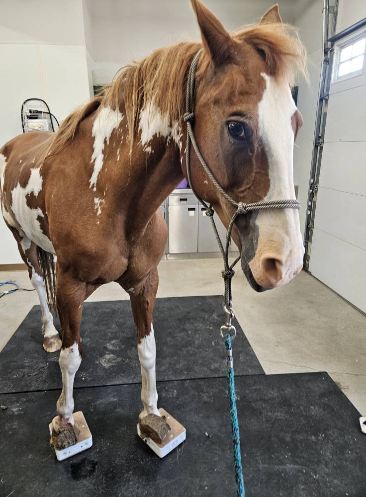 The horses who deserve better