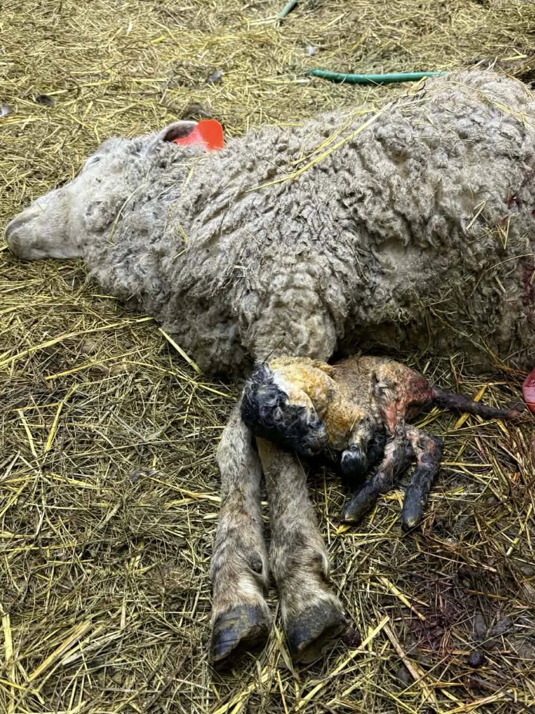 Carton County Sheep Lost.jpg