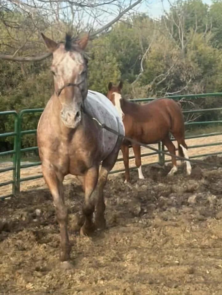 Available horses — GRG Ranch Horse Rescue & Sanctuary