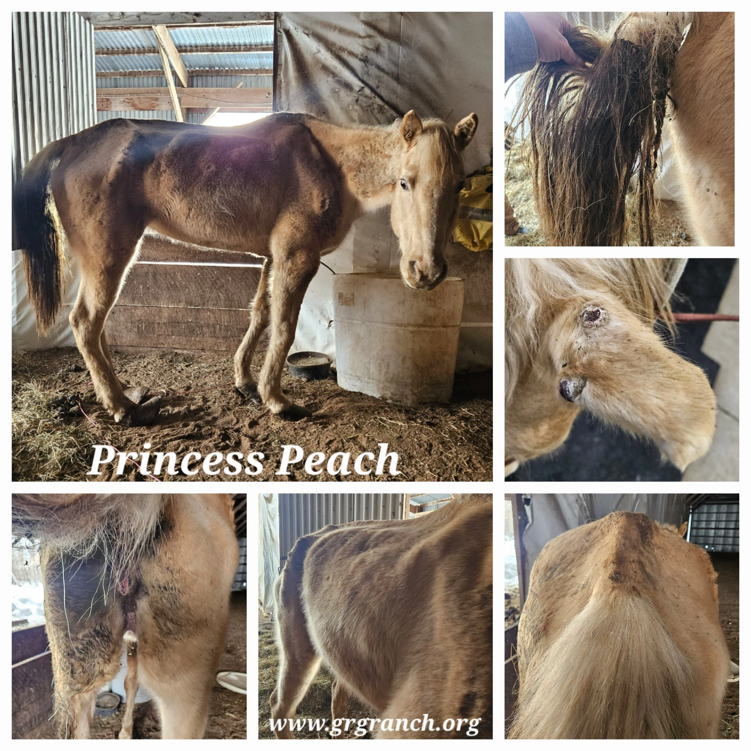 PEach before collage.jpg