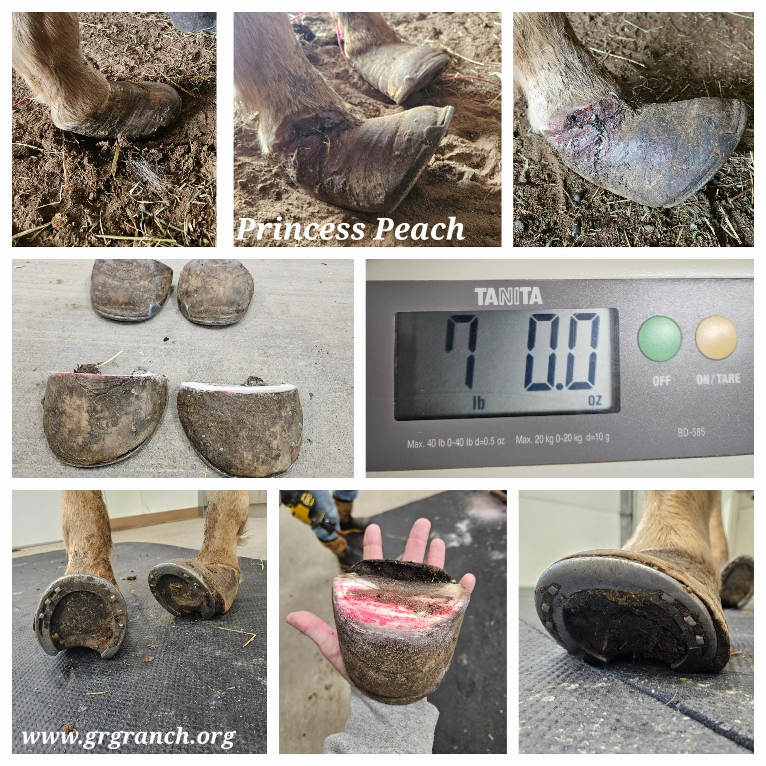 Peach feet collage.jpg