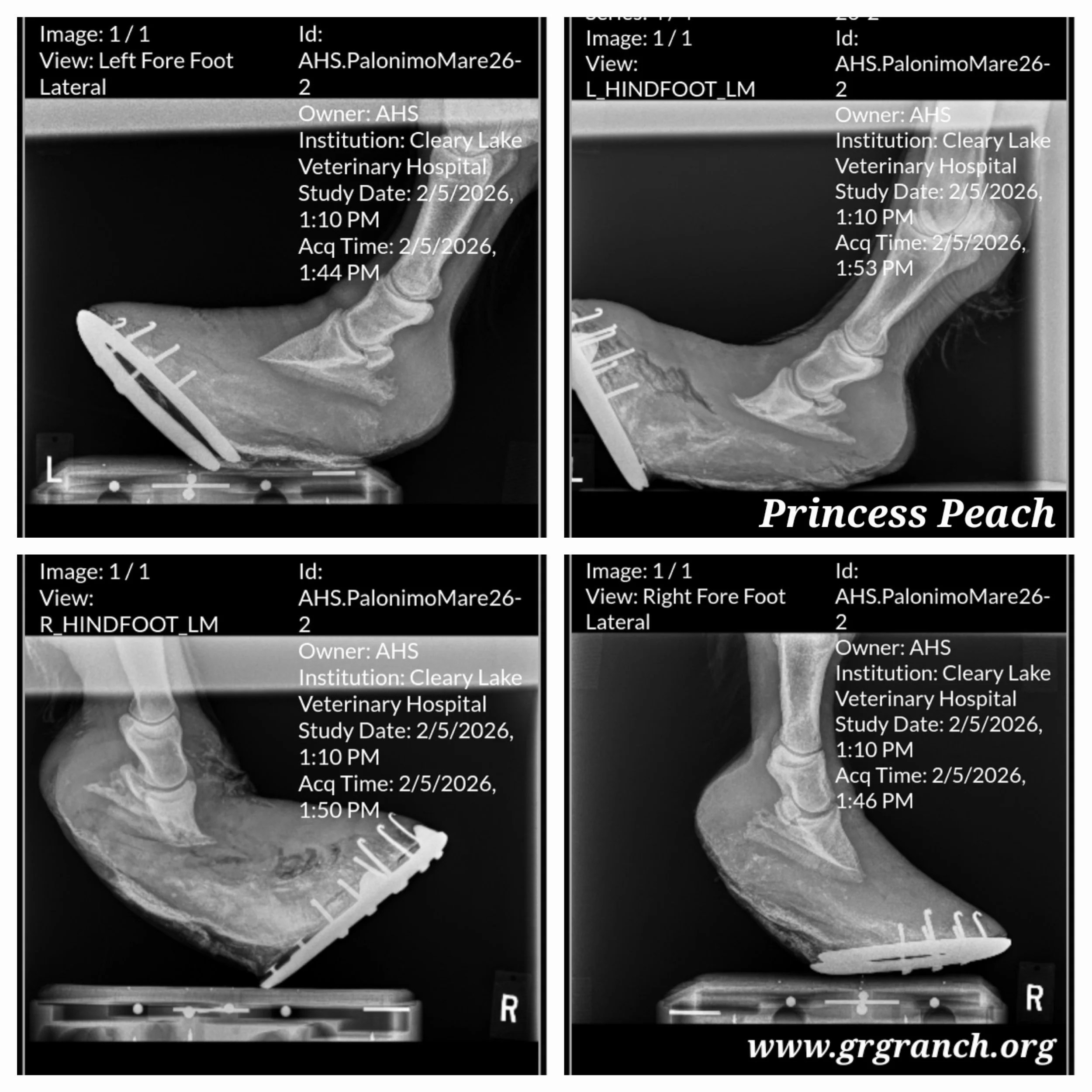 Peach radiographs.jpg