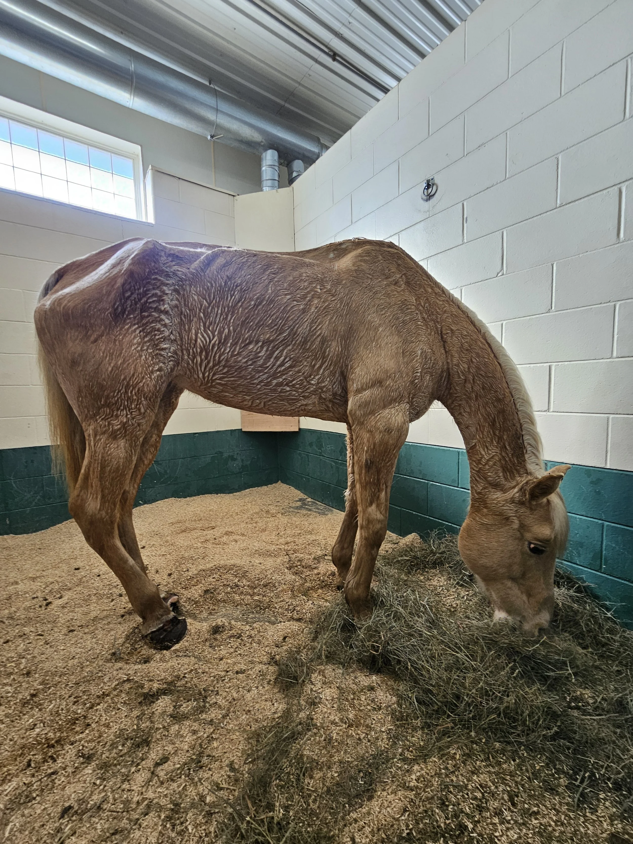 Peach in vet stall.jpg