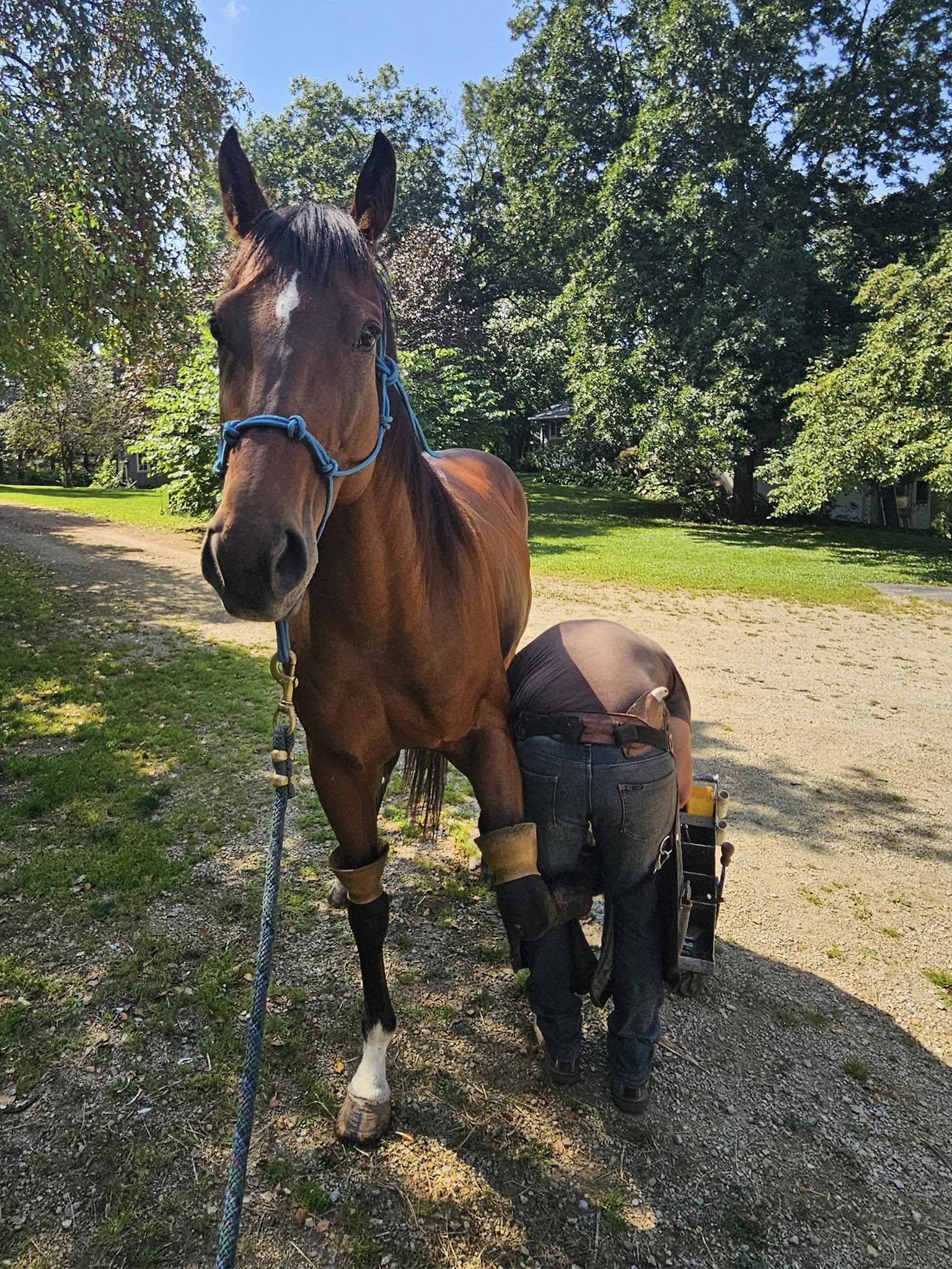Mr Bean farrier.jpg