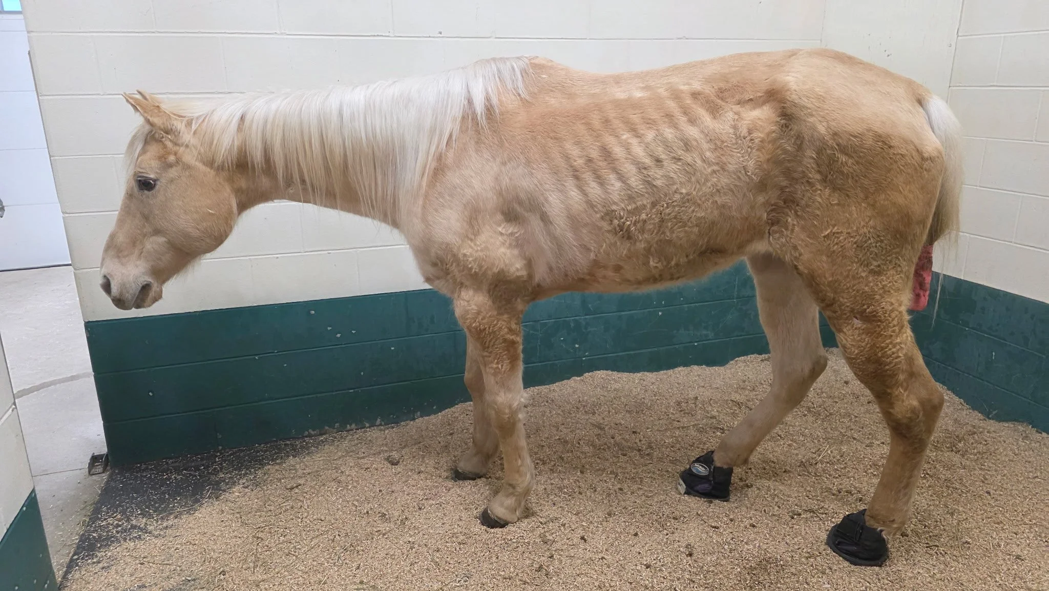 Peach in vet stall 2.jpg