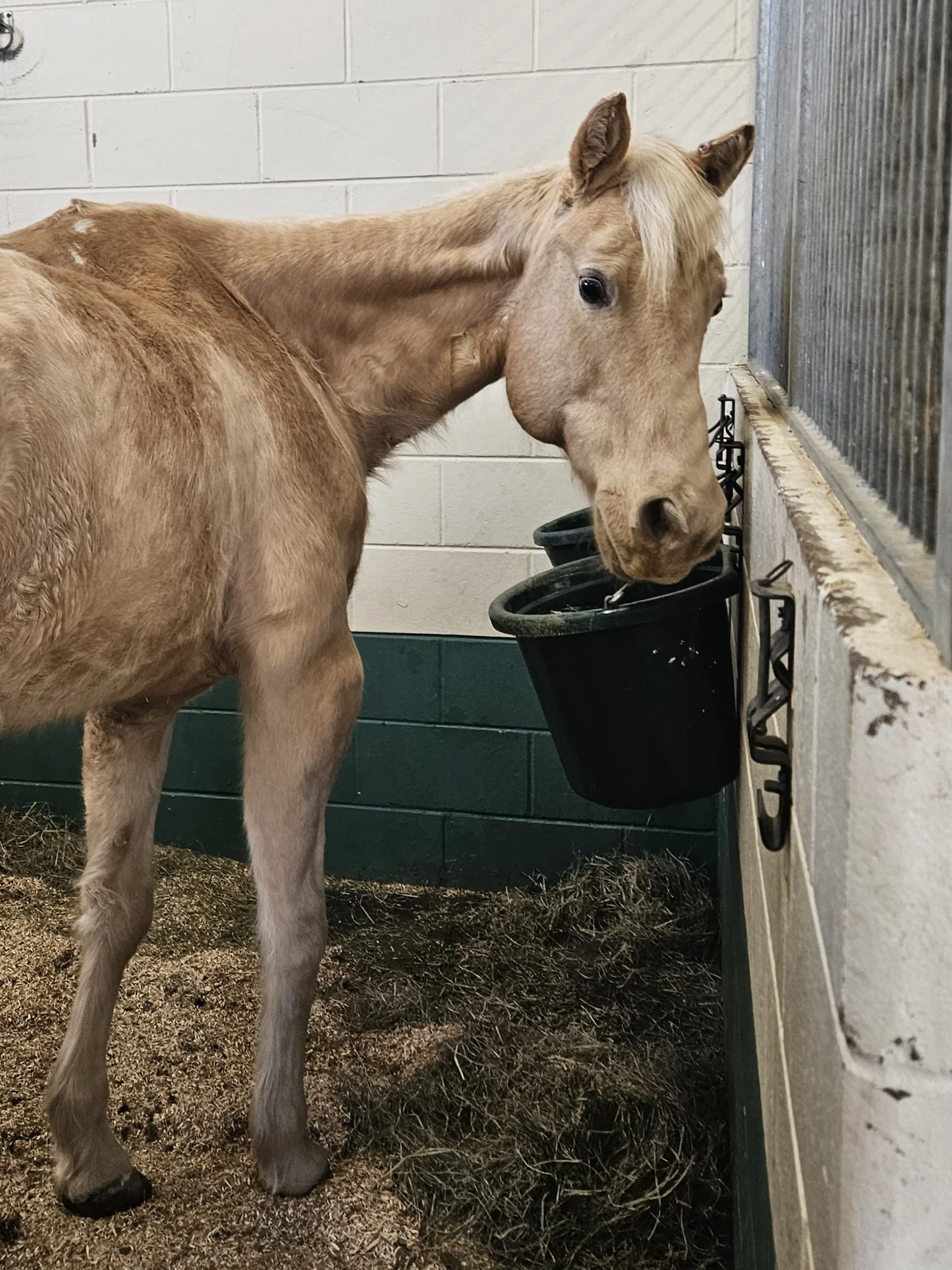 Princess Peach 1.jpg