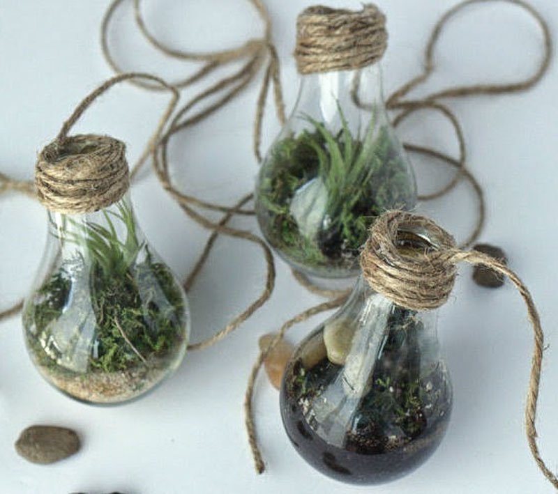 Light bulb 2024 terrarium diy