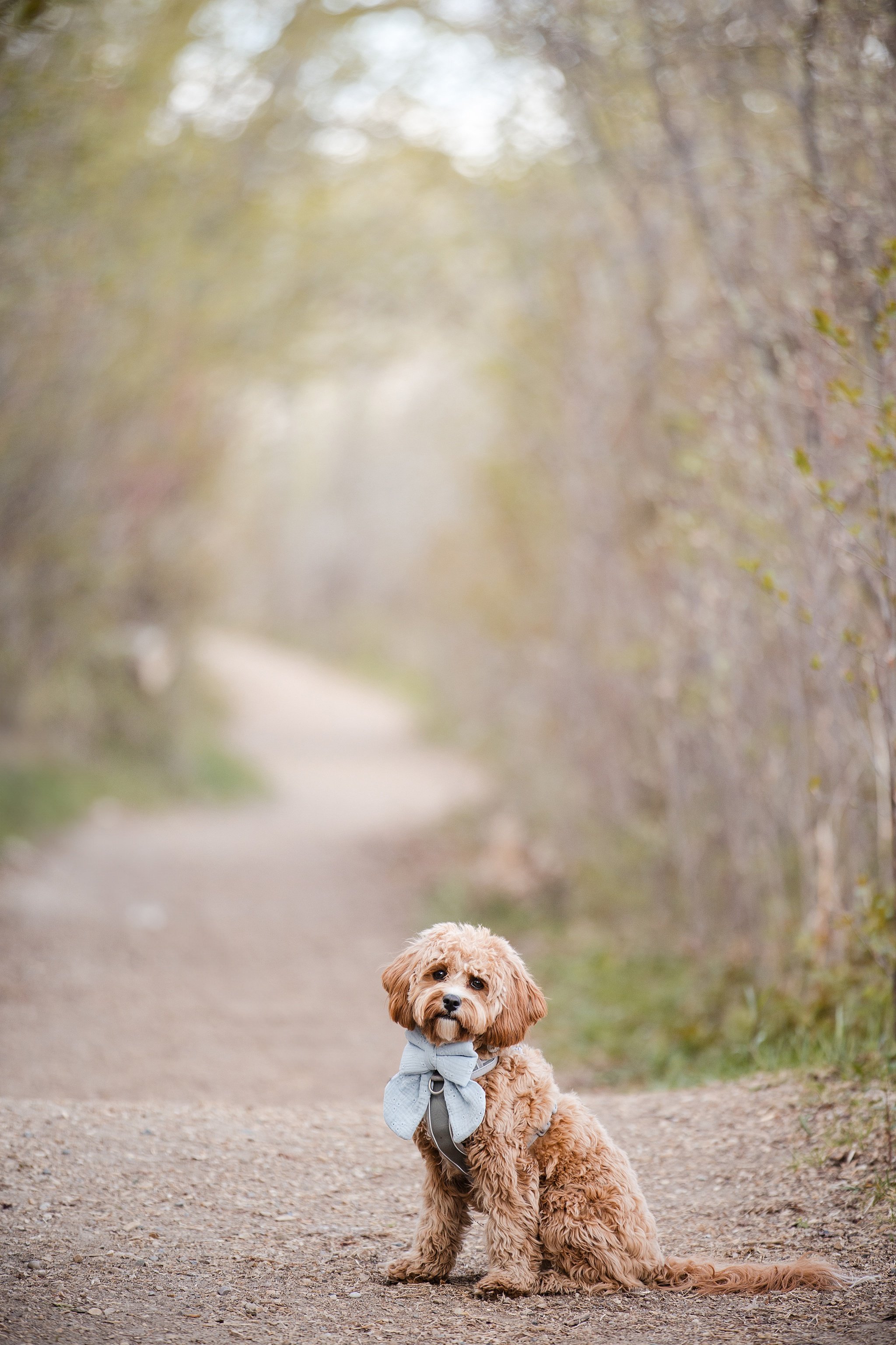 edmonton family photographer 4908.JPG
