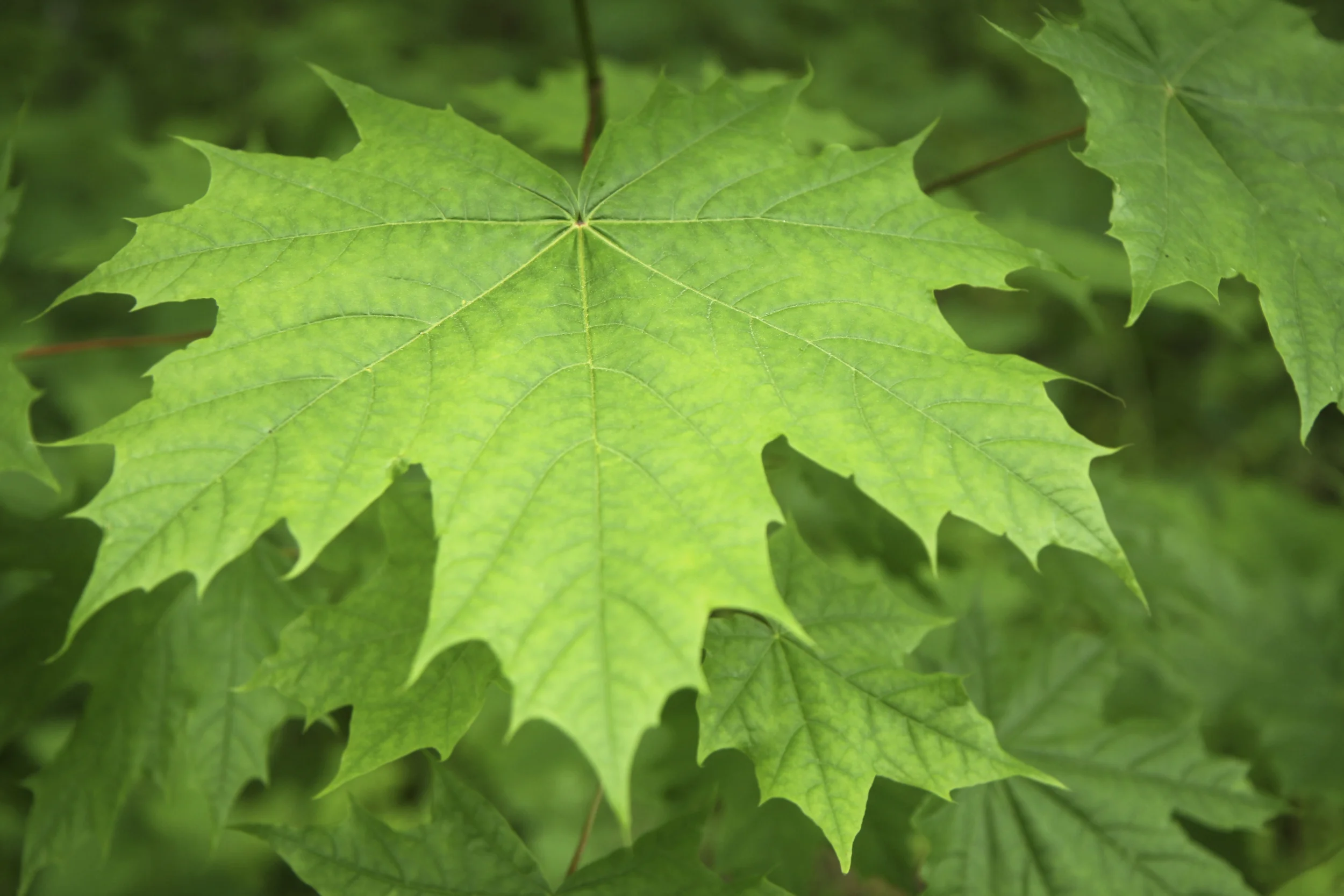 MAPLE Business Council Summer Event