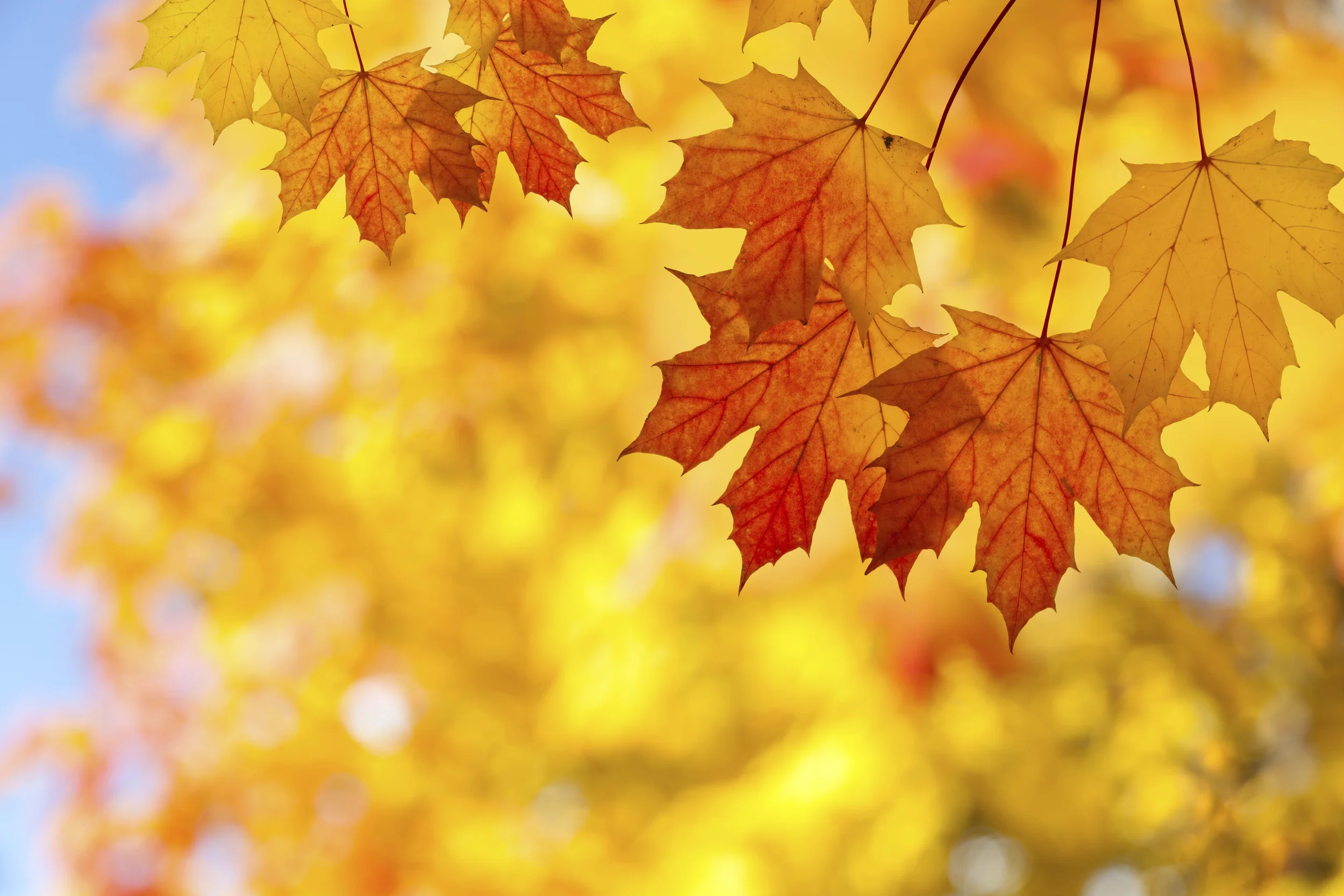 MAPLE Business Council Fall Event - Los Angeles County
