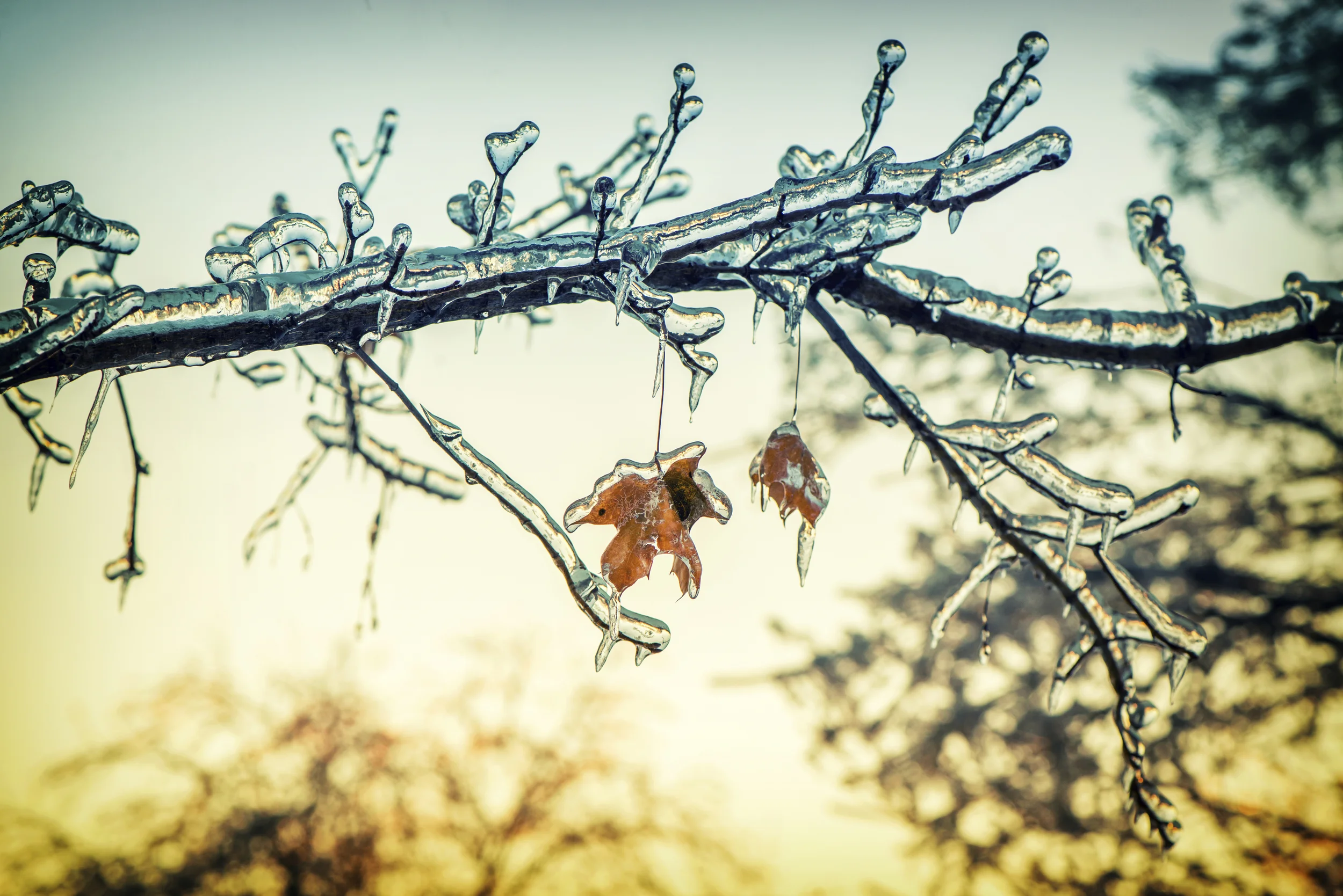 MAPLE Business Council Winter Event - Orange County