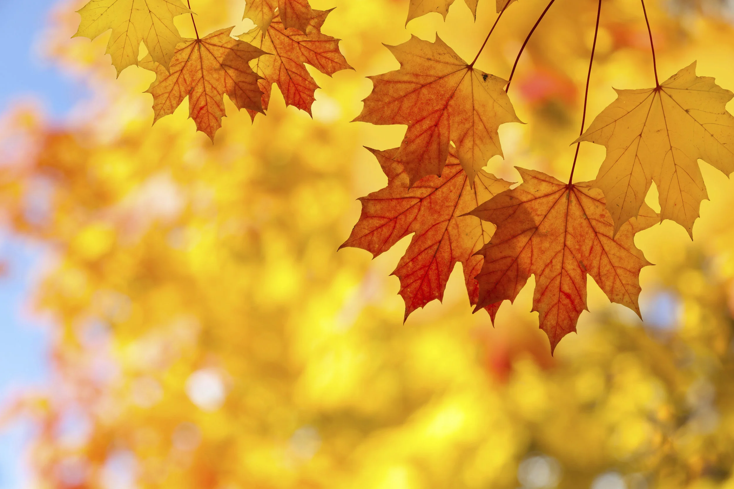 MAPLE Business Council Fall Event - Orange County