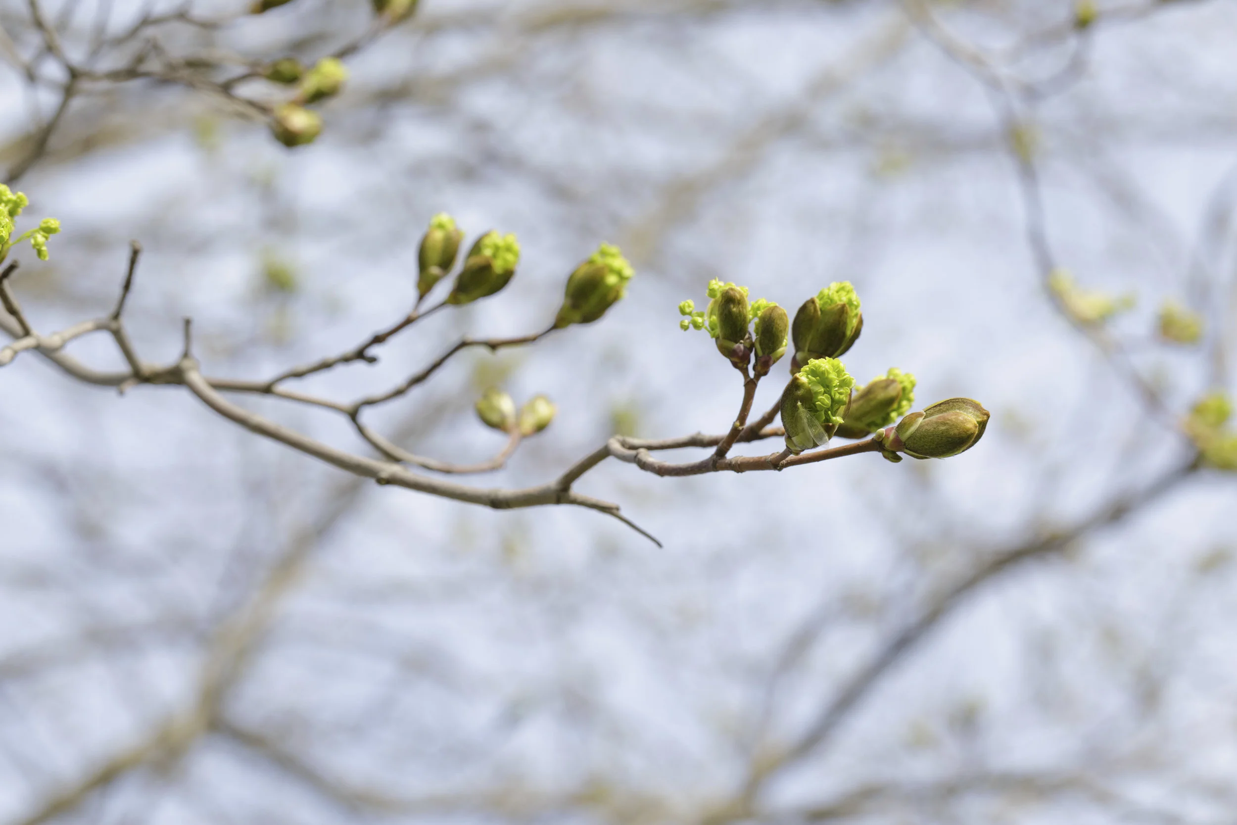 MAPLE Spring Event Los Angeles County