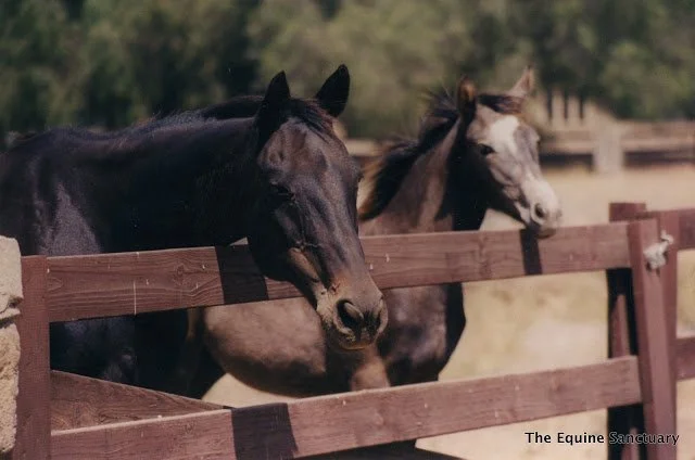 29horsesoverfence.jpg