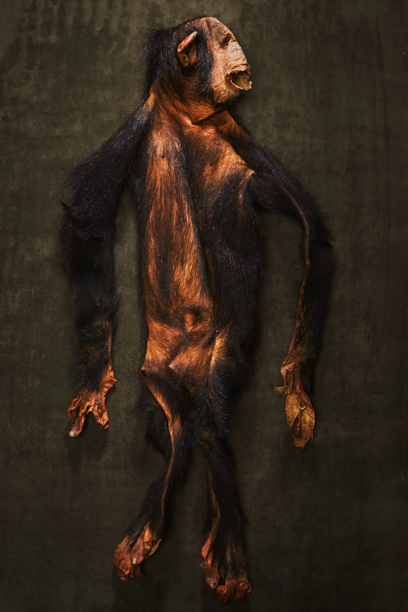 TEST-cllctns-orn- 87.jpg