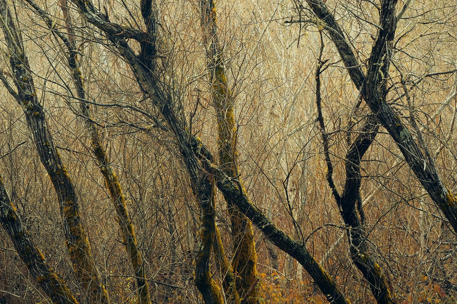 TEST -inverness-0100.jpg