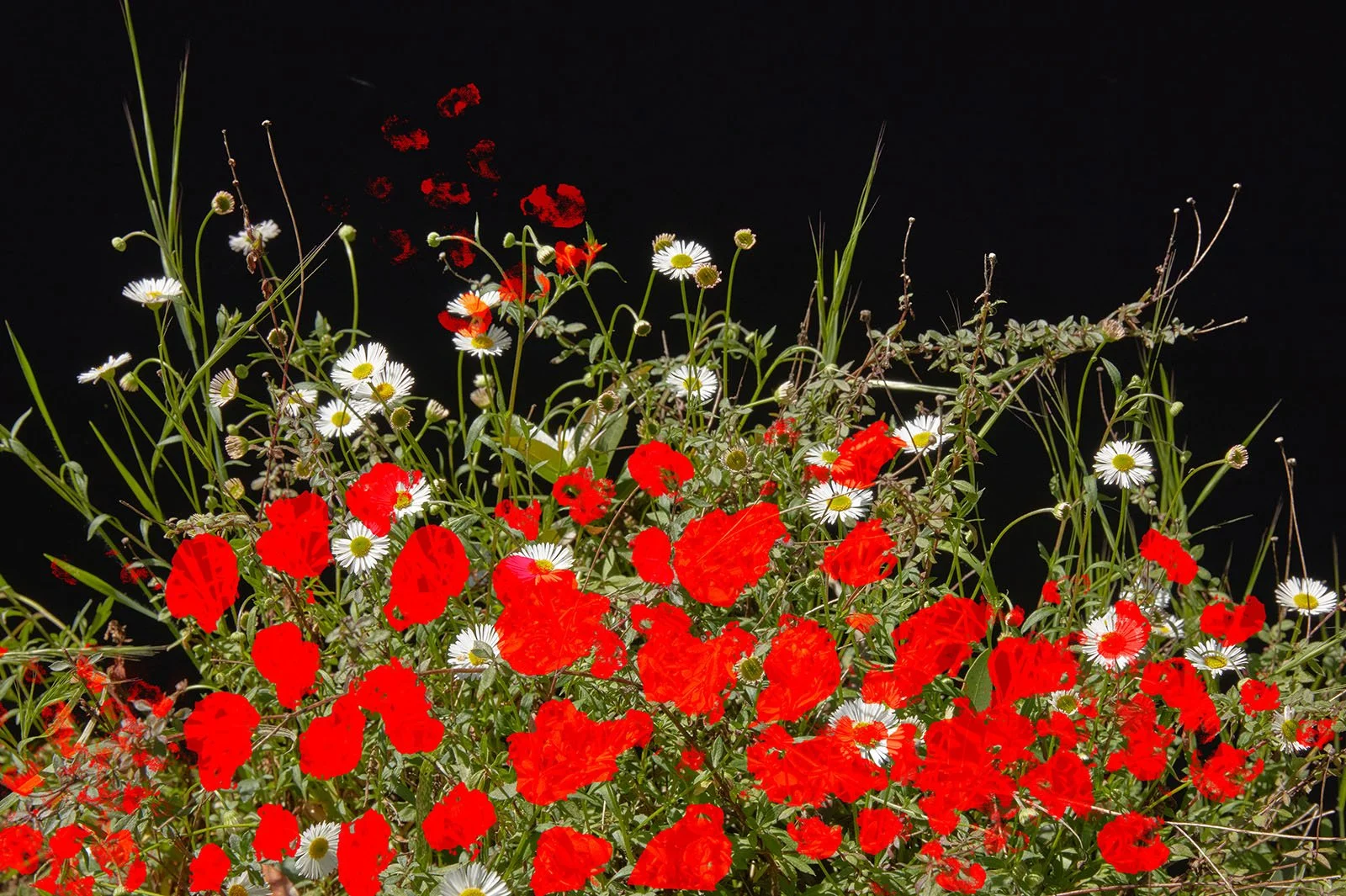 My document (26).jpg