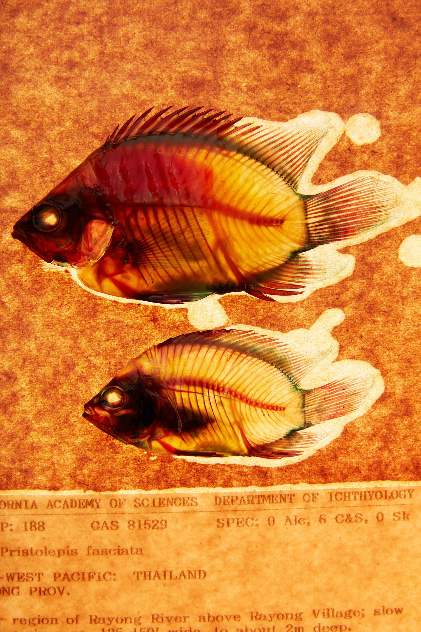 TEST-cllctns-ich- 385.jpg