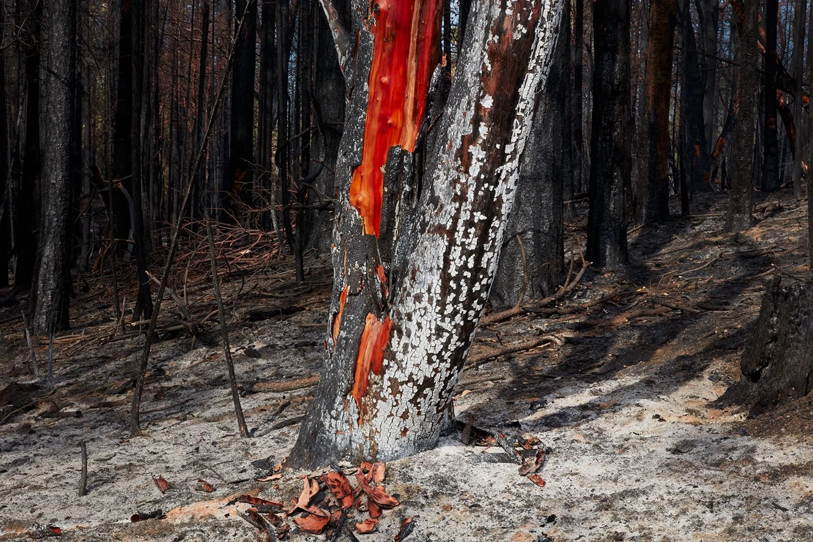 TEST-burned-D1- 421.jpg