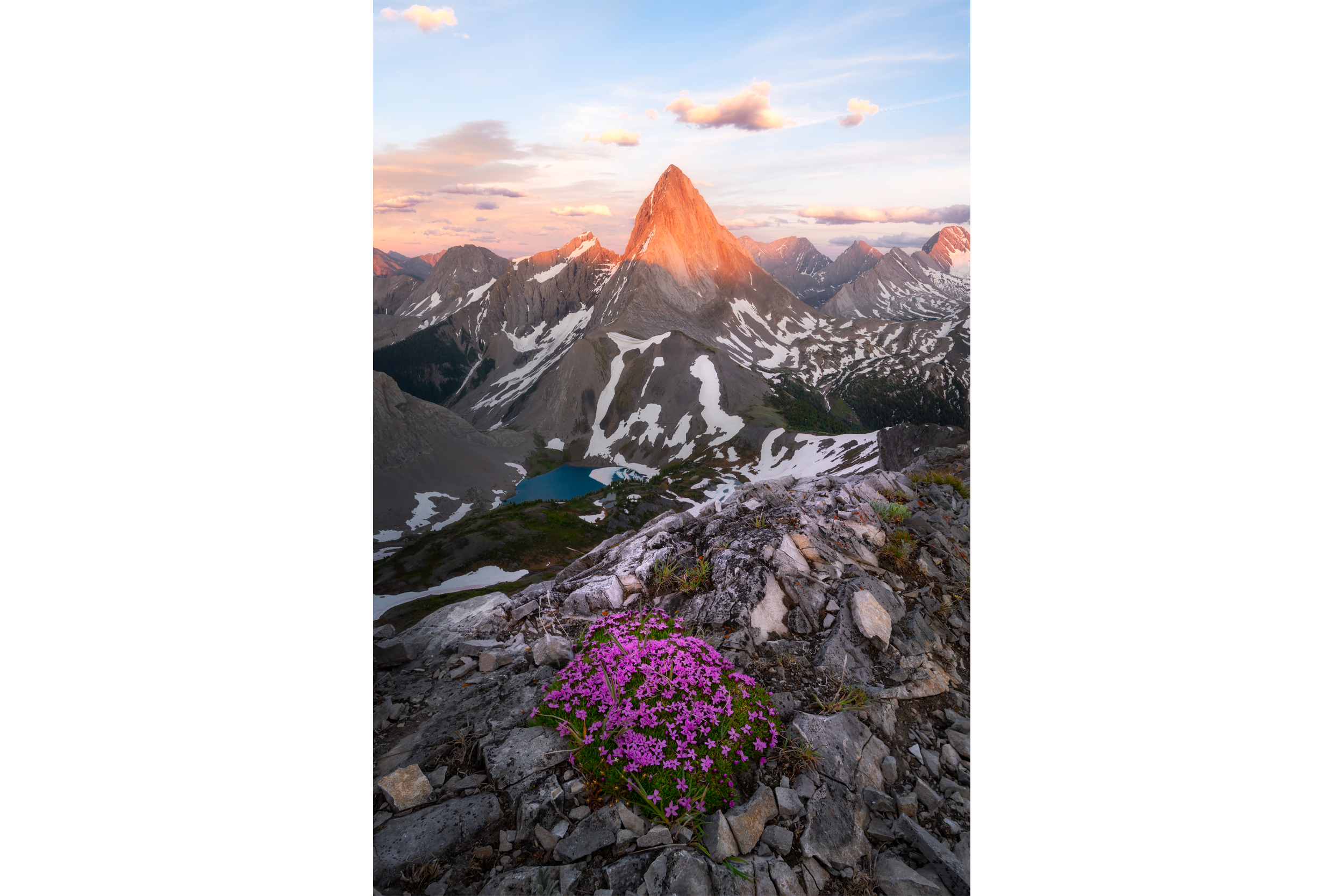 020_-_Moss_Campion_in_Paradise_-_Simple.png