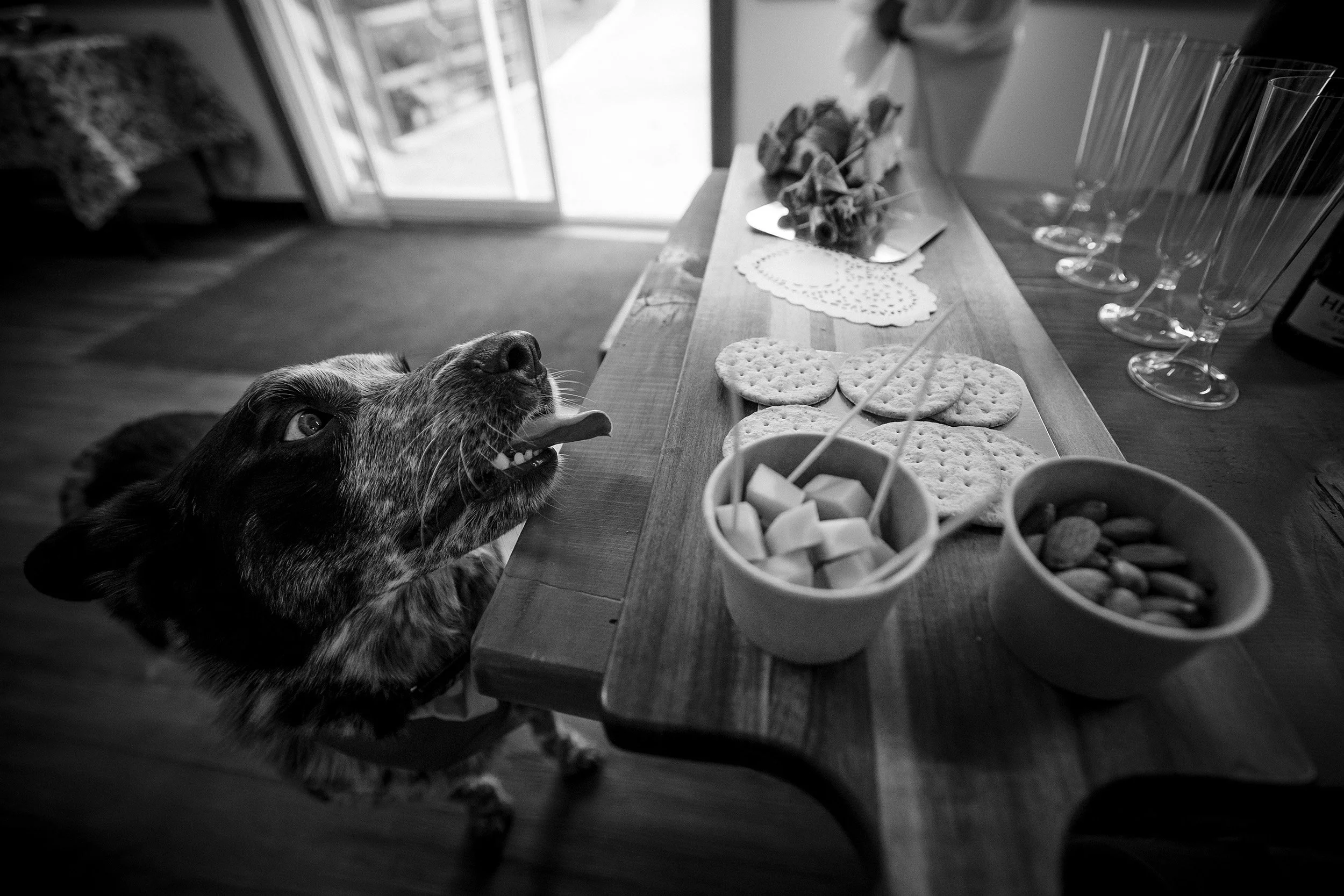 Dog at elopement tries to eat cheese on table in black and white photos 