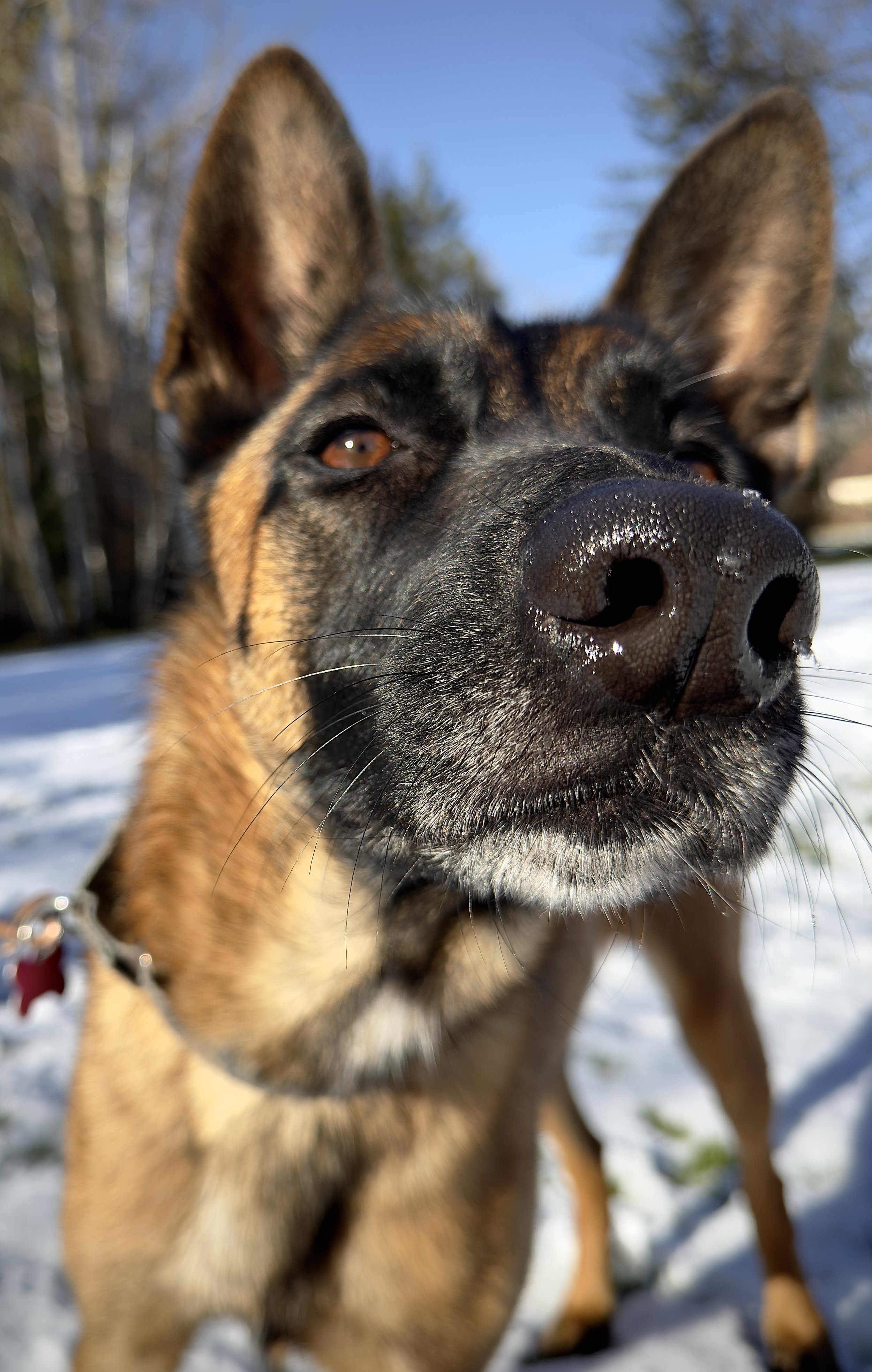Your Dog Needs Coaching!