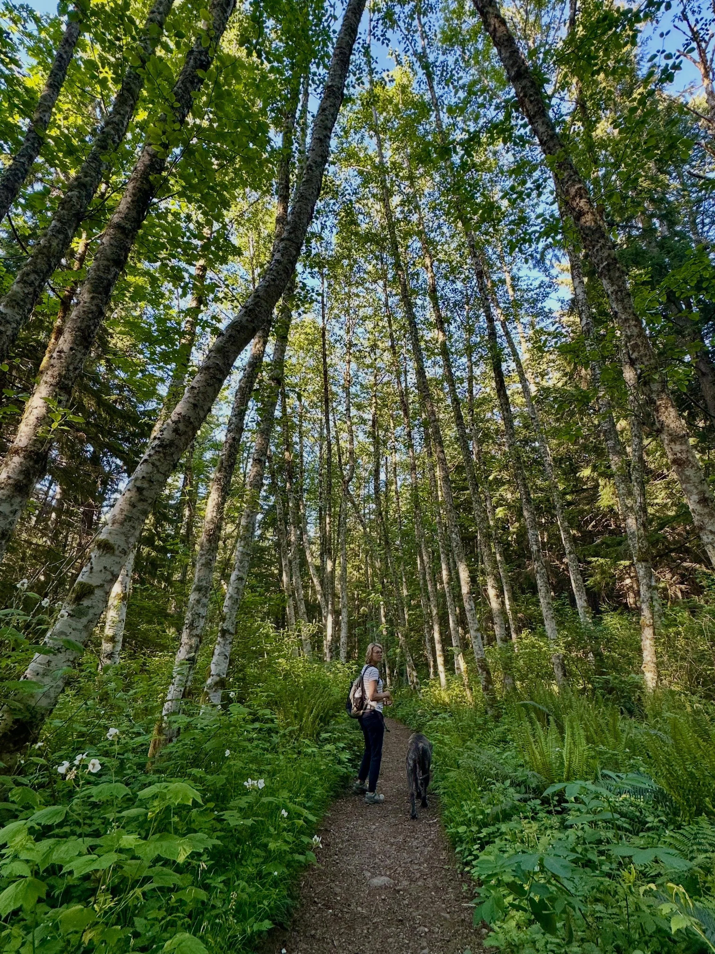 A Dog Friendly Guide to Summer in the Snoqualmie Valley