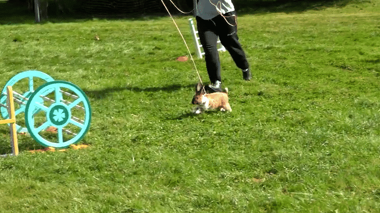 Rabbit Showjumping - Jez and Tom X LADbible