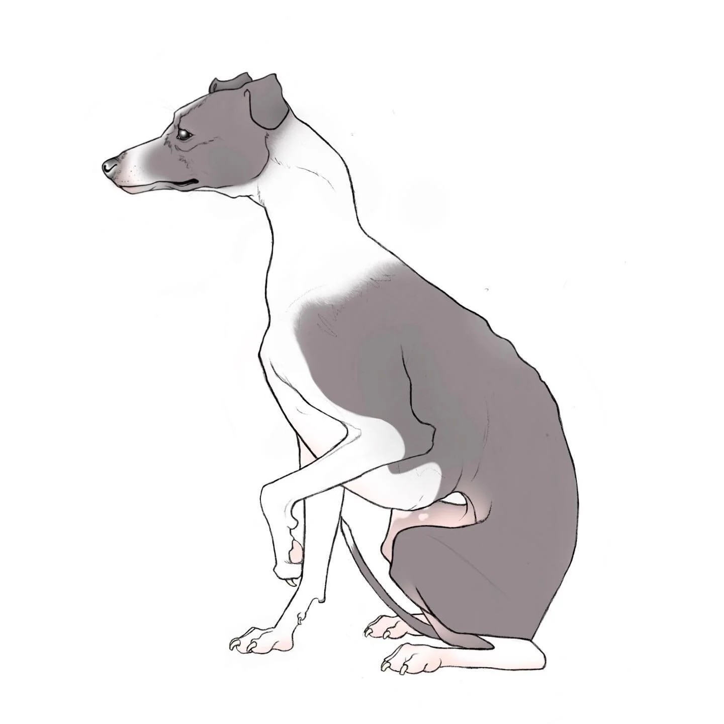 Whippet real good.